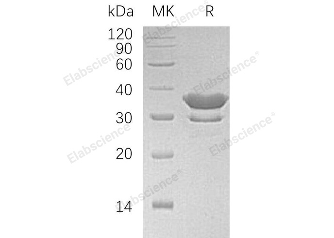 Валидация Elabscience PKSH031126(1905)