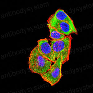 Валидация IF - AntibodySystem RHE32302
