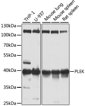 A6305, вестерн-блоттинг, различные лизаты (23530)