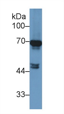 13258
