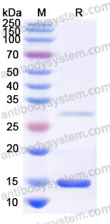 YHF59402, SDS-PAGE