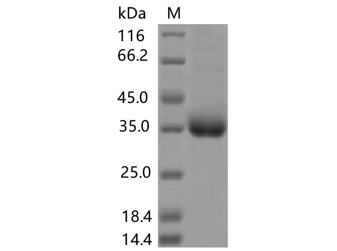 Валидация Elabscience PKSV030434(6159)
