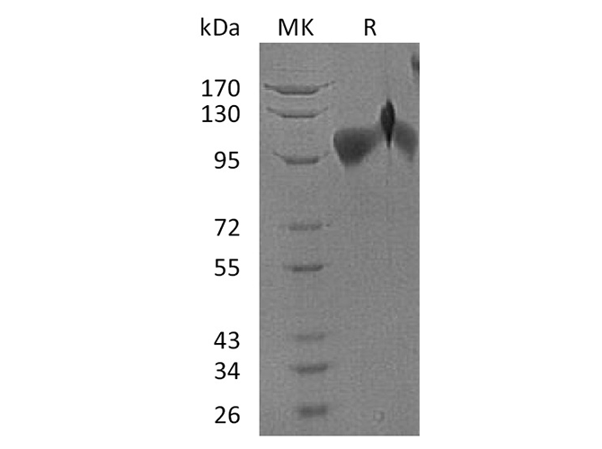 Валидация Elabscience PKSH032121(2659)