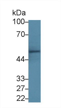 13886