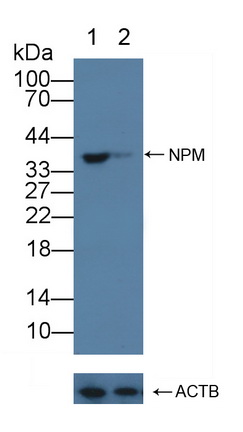 12232