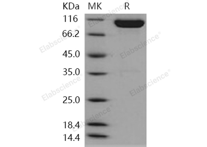 Валидация Elabscience PKSH031153(1925)