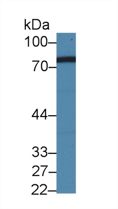 14484