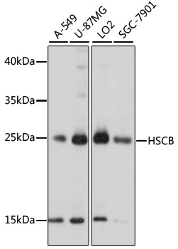 Валидация Elabscience E-AB-91375