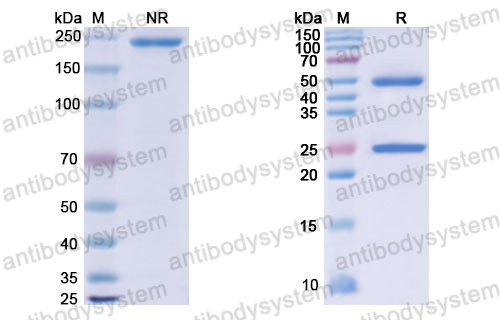 Валидация SDS-PAGE - AntibodySystem DFK29901