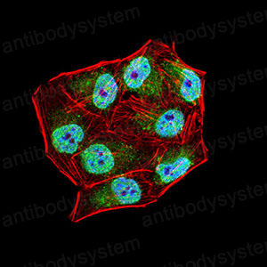Валидация IF - AntibodySystem RHA70801