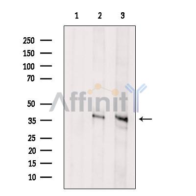 Валидация Affinity DF13642 - 9189