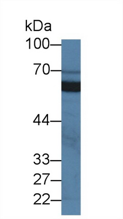 10123