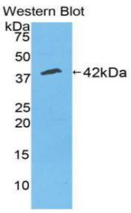 38937