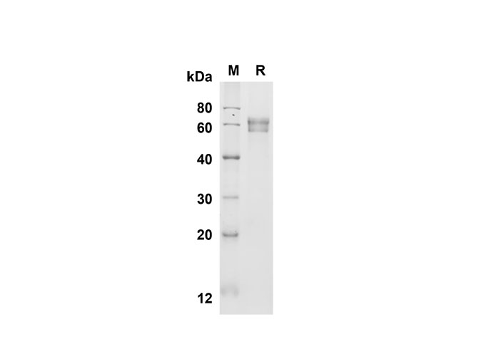 Валидация Elabscience PDMM100141(1101)