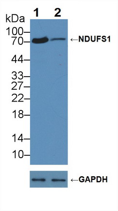 12253