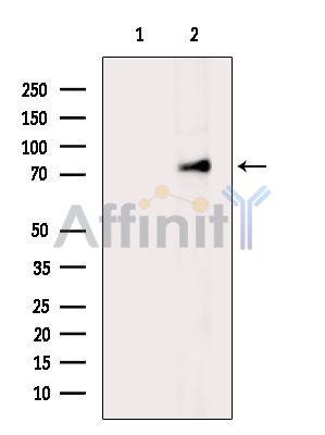 Валидация Affinity DF15367 - 11680