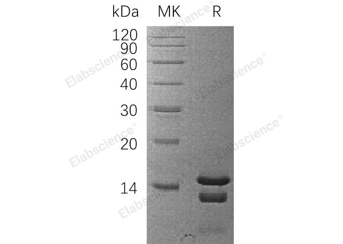 Валидация Elabscience PKSH032094(2640)