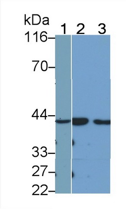 39651