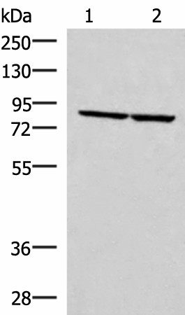 Валидация Elabscience E-AB-52758