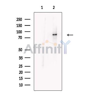 Валидация Affinity DF13221 - 8245