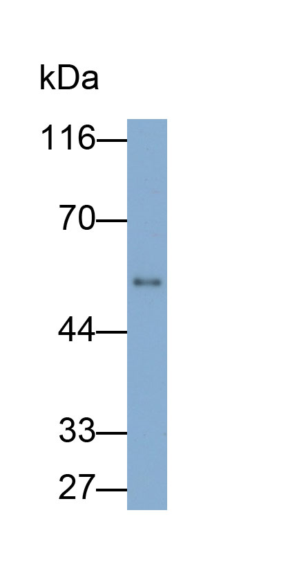 32054
