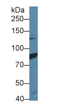 14036