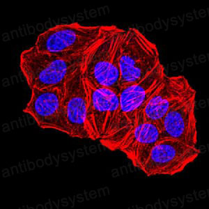 Валидация IF - AntibodySystem RHC17503 (302)
