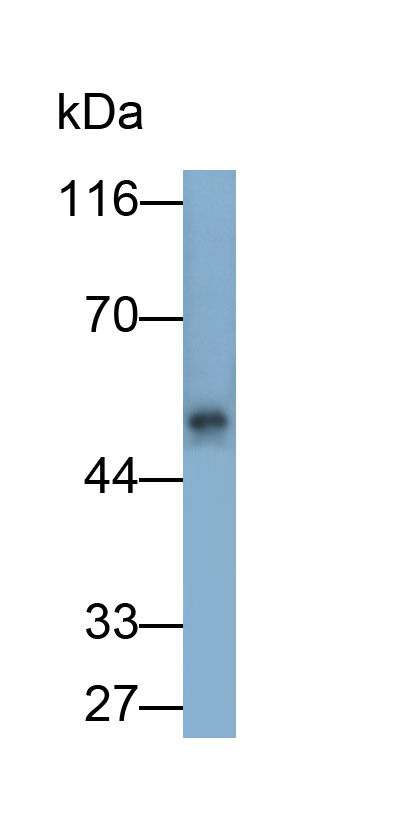 33243