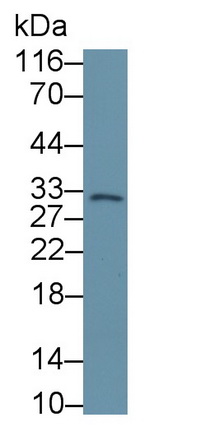 39371