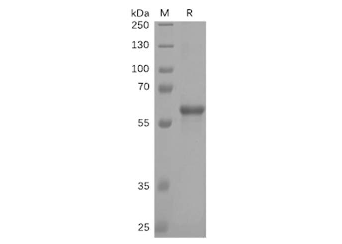 Валидация Elabscience PKSV030276(6042)