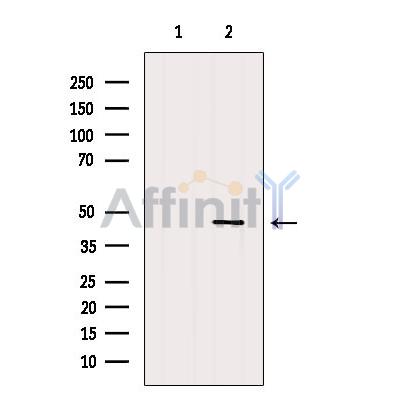 Валидация Affinity AF5293 - 2833