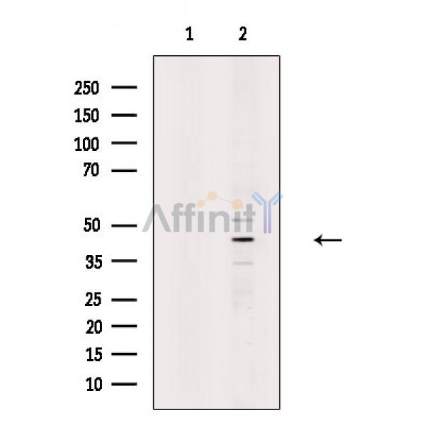 Валидация Affinity DF9550 - 22209