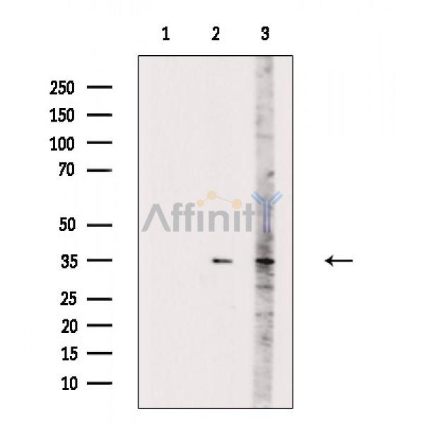 Валидация Affinity DF9754 - 22576