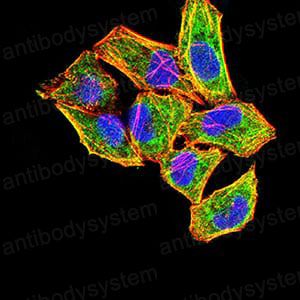 Валидация IF - AntibodySystem RHC38203