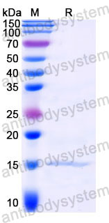 Валидация SDS-PAGE - AntibodySystem RXX10205
