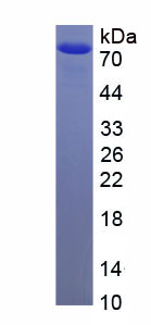 44633