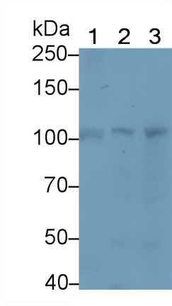 20950