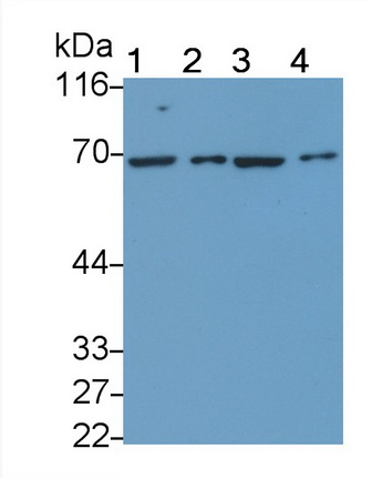 20582