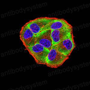 Валидация IF - AntibodySystem RHG57906
