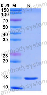 Валидация SDS-PAGE - AntibodySystem RHG01301