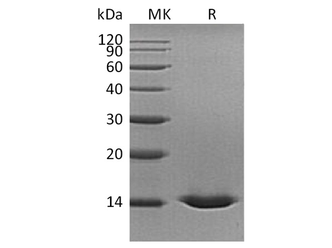 Валидация Elabscience PKSH033415(3740)