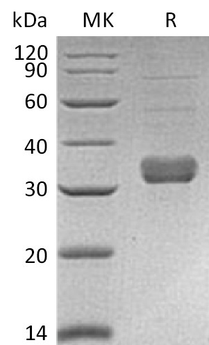 Валидация Elabscience PKSM041347(5241)