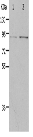 Валидация Elabscience E-AB-12621