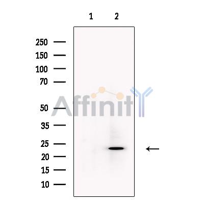 Валидация Affinity DF6606 - 18058