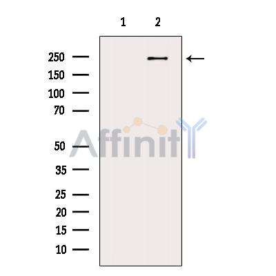 Валидация Affinity DF9294 - 21749