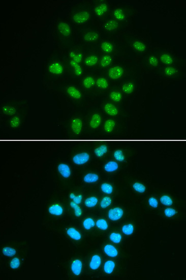 Валидация Elabscience E-AB-64659