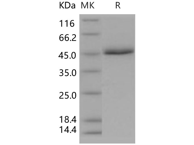 Валидация Elabscience PKSH031299(2040)
