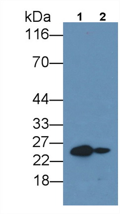 52519