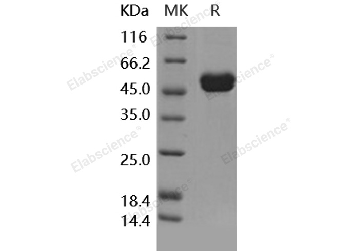 Валидация Elabscience PKSH031855(2480)