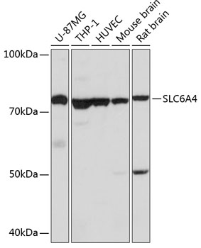 Валидация Elabscience E-AB-64947